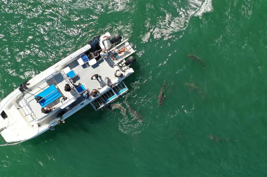 Cape Town: Shark Cage Diving Tour (with Breakfast & Lunch) - Who this is best for, and who should skip it
