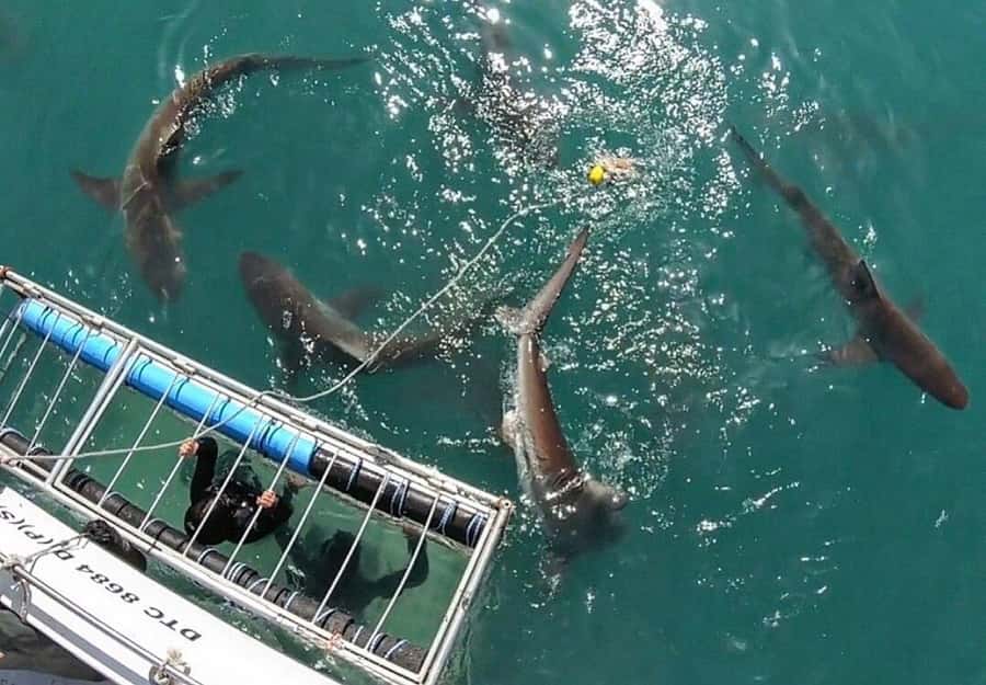 Cape Town: Shark Cage Diving Tour (with Breakfast & Lunch) - Cape Town to Gansbaai: the 2.5-hour scenic drive that starts the day right