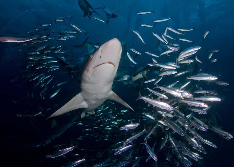 Cape Town: Shark Cage Diving with Snacks and Soft Drinks - Who should book (and who should not)