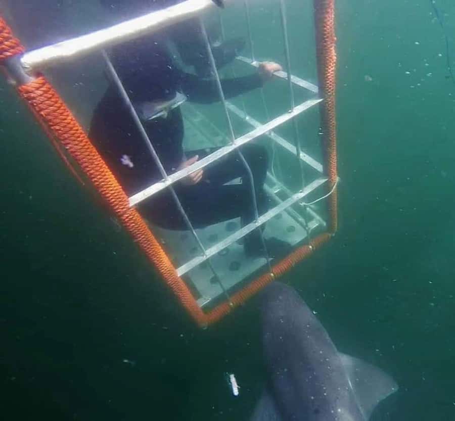 Cape Town: Shark Cage Diving with Snacks and Soft Drinks - Cape Town meets False Bay: what happens before you’re in the water