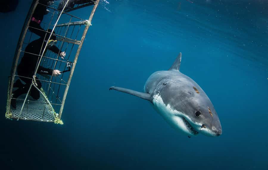Cape Town: Shark Cage Diving with Snacks and Soft Drinks - The wildlife bonus: dolphins, penguins, whales, and fur seals
