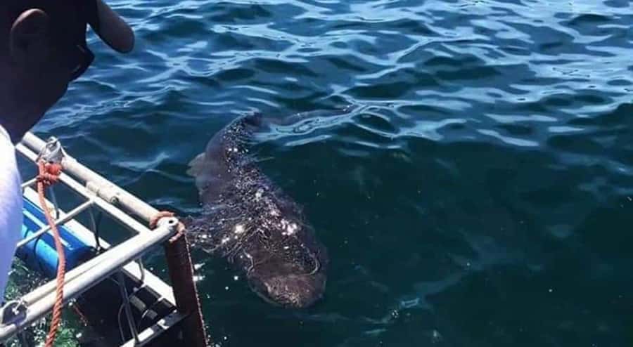 Cape Town: Shark Cage Diving with Snacks and Soft Drinks - Safety briefing and gear fit: what to expect with the crew