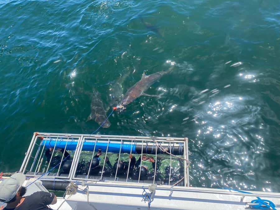 Cape Town: Shark Cage Diving with Snacks and Soft Drinks - Moment-by-moment: from boarding to being lowered in