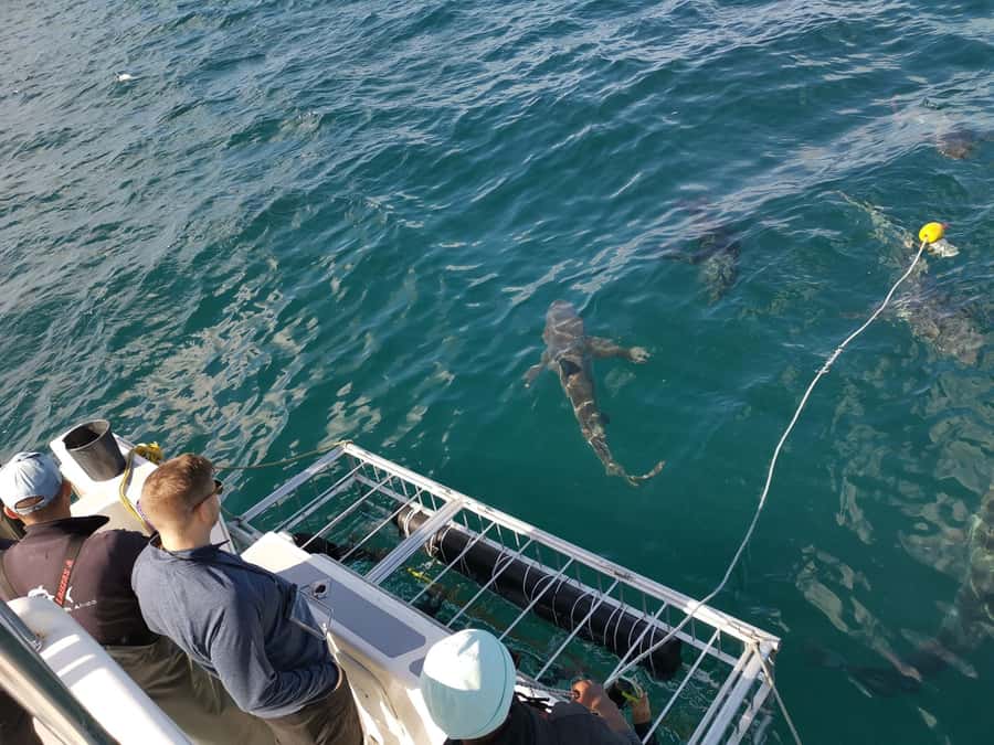 Cape Town: Shark Cage Diving with Snacks and Soft Drinks - Price and value: is $233 worth it?
