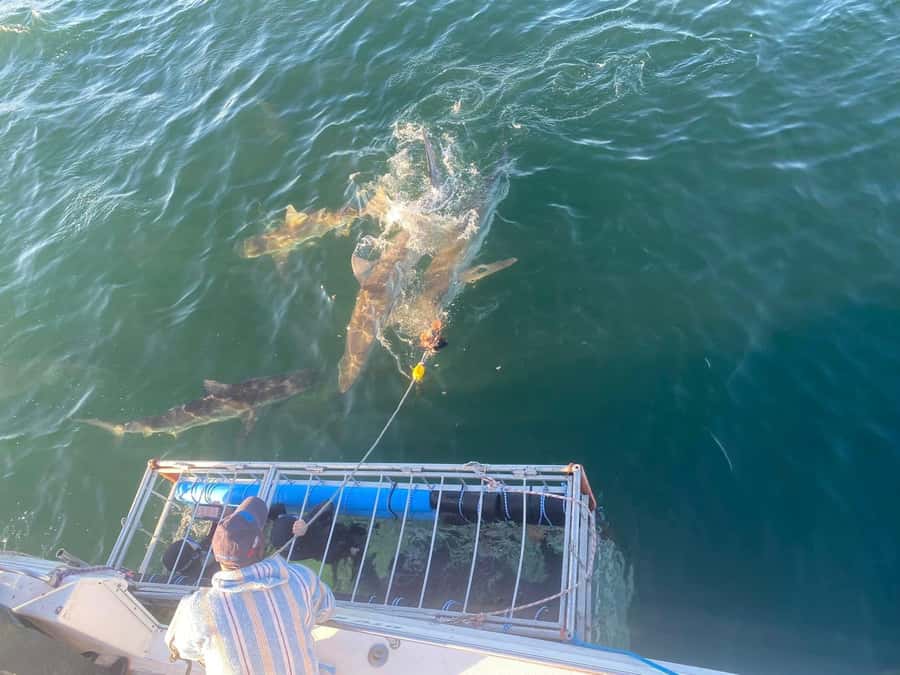 Cape Town: Shark Cage Diving with Snacks and Soft Drinks - Packing list: stay warm, dry, and ready for variable visibility