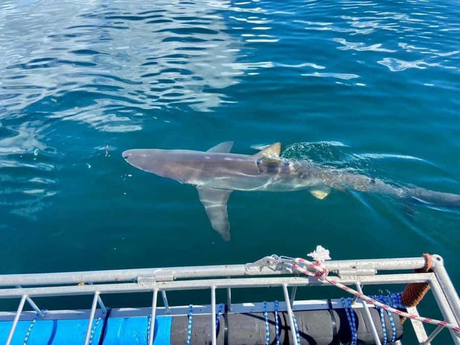 Cape Town: Shark Cage Diving with Snacks and Soft Drinks - The shark experience: cage viewing versus watching from the boat