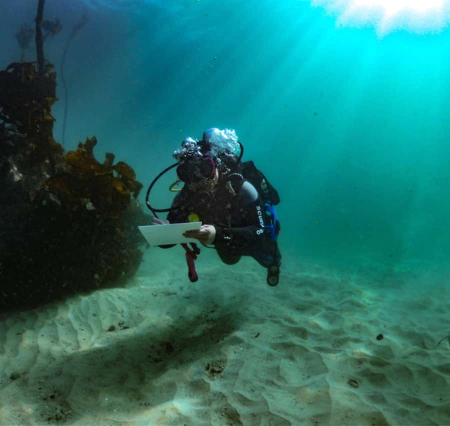 Cape Town: Shark Science SCUBA Diving Experience - Shark Science in Simons Town, The Great African Sea Forest