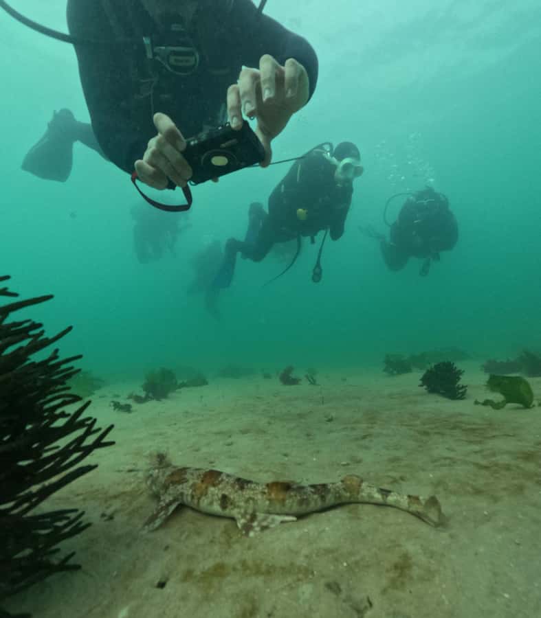 Cape Town: Shark Science SCUBA Diving Experience - Key Things I’d Book This For