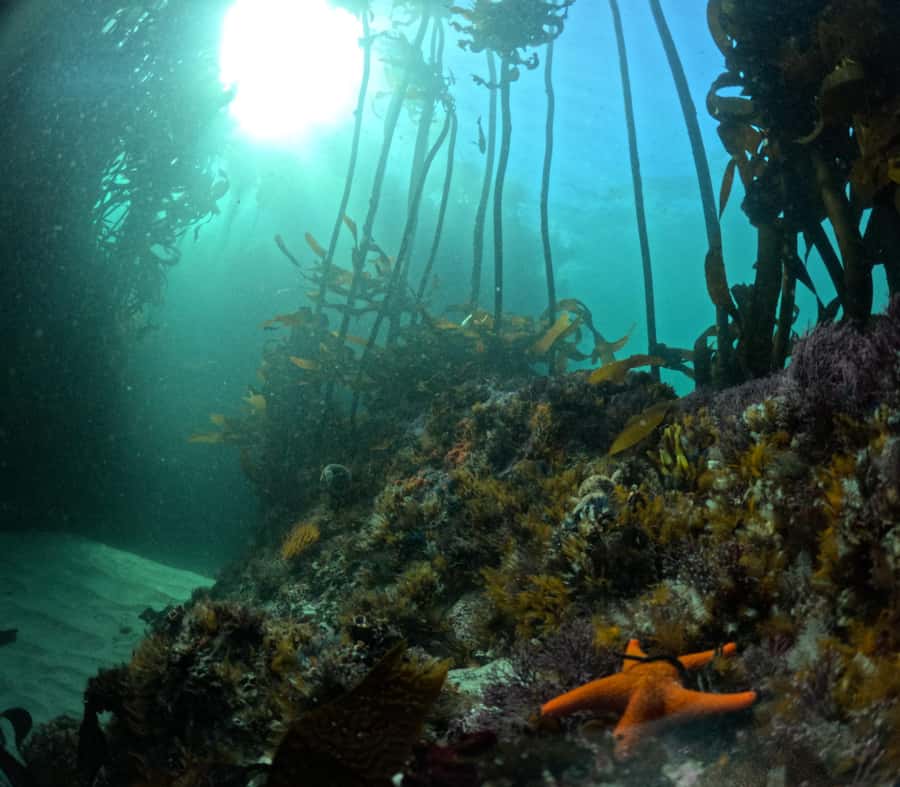 Cape Town: Shark Science SCUBA Diving Experience - The Snorkel Block and the Coffee Reset Before You Go Deeper