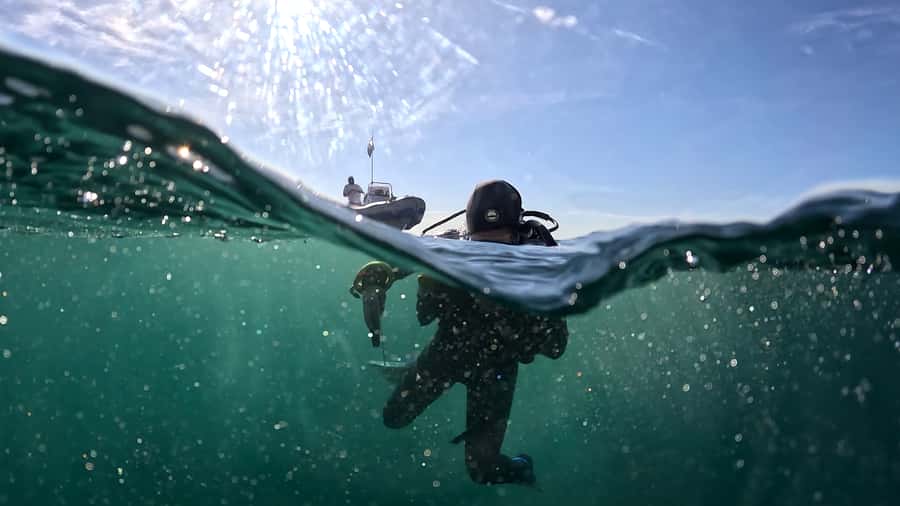 Cape Town: Shark Science SCUBA Diving Experience - Price and Value for $178 in a Small-Group Citizen Science Setting