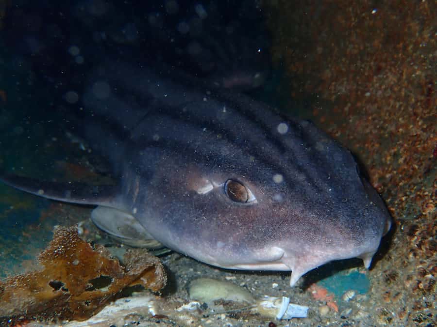 Cape Town: Shark Science SCUBA Diving Experience - Who Should Go, and Who Should Skip This SCUBA Shark Science Day