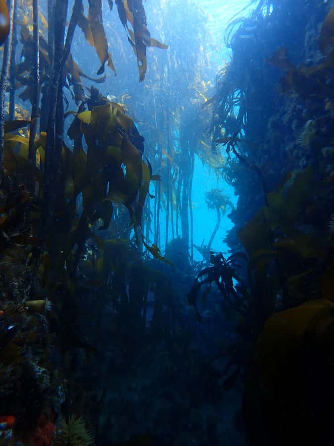 Cape Town: Shark Science SCUBA Diving Experience - Ocean HUB Check-In, Safety Briefing, and the Plan for Your Morning