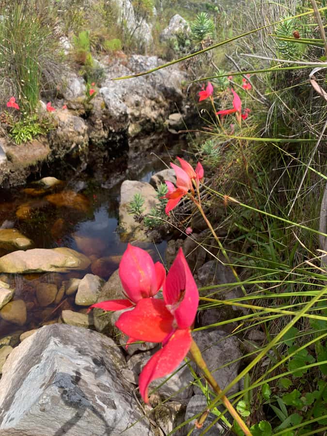 Cape Town: Skeleton Gorge Hike to Table Mountain Summit - Entering Kirstenbosch at Rycroft Gate, early enough to feel like you own the morning