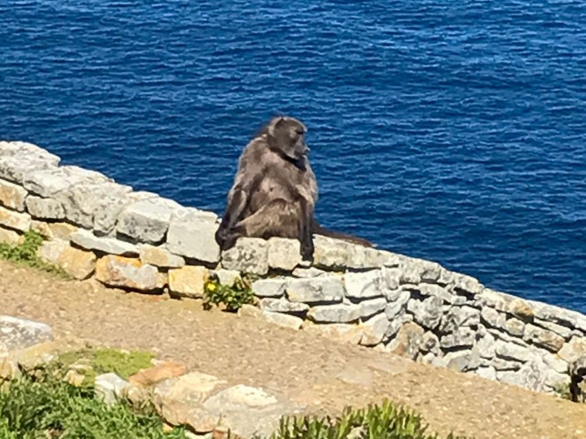 Cape Town: Some Attractions of the Cape (private & exclusiv) - Boulders penguin time, stylish and genuinely entertaining
