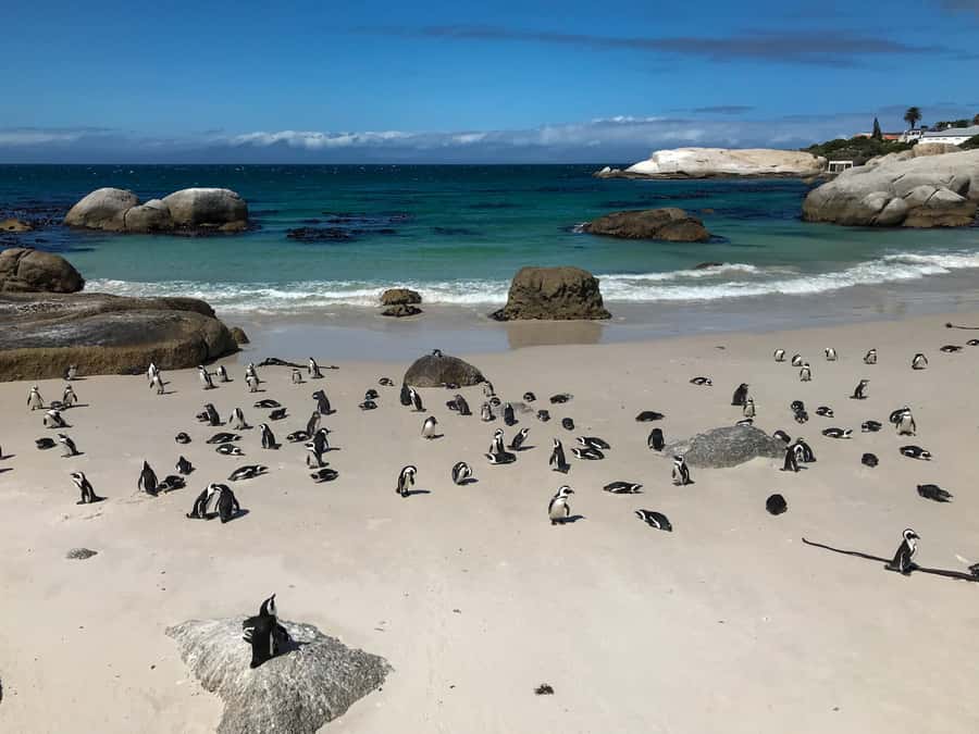 Cape Town: Some Attractions of the Cape (private & exclusiv) - Cape Point lighthouse and panoramic views at the end