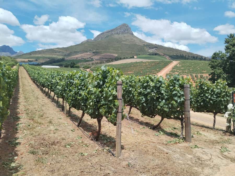Cape Town: Stellenbosch, Franschhoek, Wine Tasting and Tram - A Full Day That Actually Makes Sense for Wine Lovers