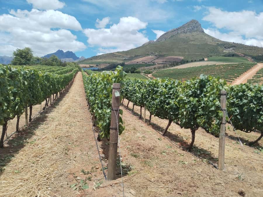 Cape Town: Stellenbosch, Franschhoek, Wine Tasting and Tram - Stellenbosch Town Orientation: Cape Dutch Streets and Old-Tree Shade