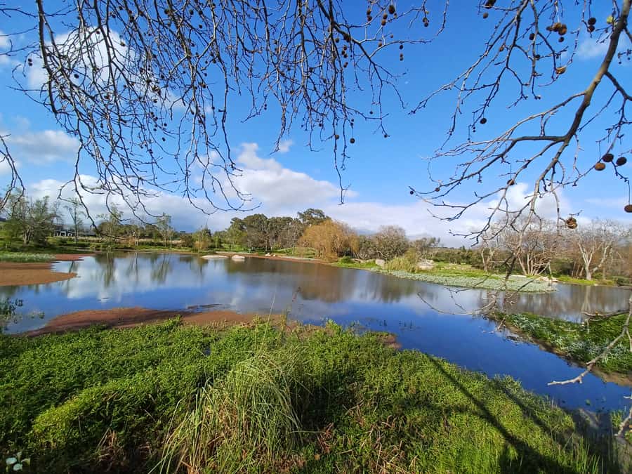 Cape Town: Stellenbosch Wine Half-Day Tour - Key things to know before you go