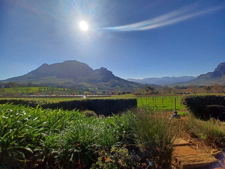 Cape Town: Stellenbosch Wine Half-Day Tour - Getting from Cape Town to Stellenbosch without losing your day
