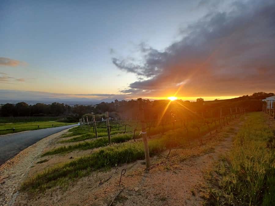 Cape Town: Stellenbosch Wine Half-Day Tour - Stellenbosch town: Cape Dutch charm and a quick history vibe