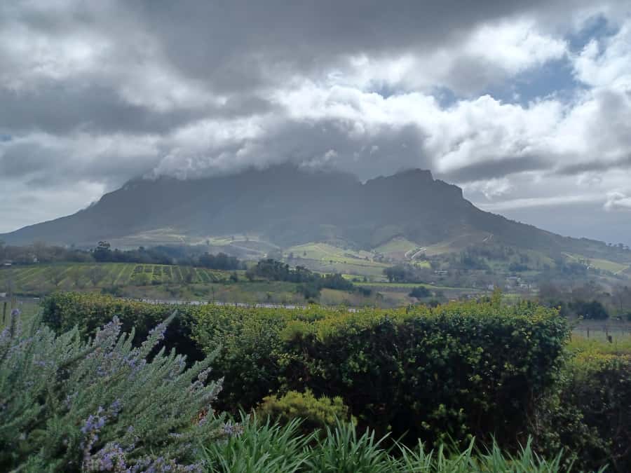 Cape Town: Stellenbosch Wine Half-Day Tour - Wine O Clock: how the tastings are paced