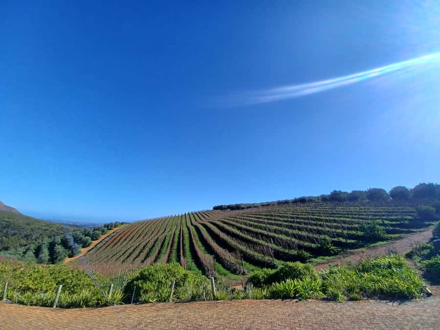 Cape Town: Stellenbosch Wine Half-Day Tour - Passing townships on the way: what it adds (and what to expect)