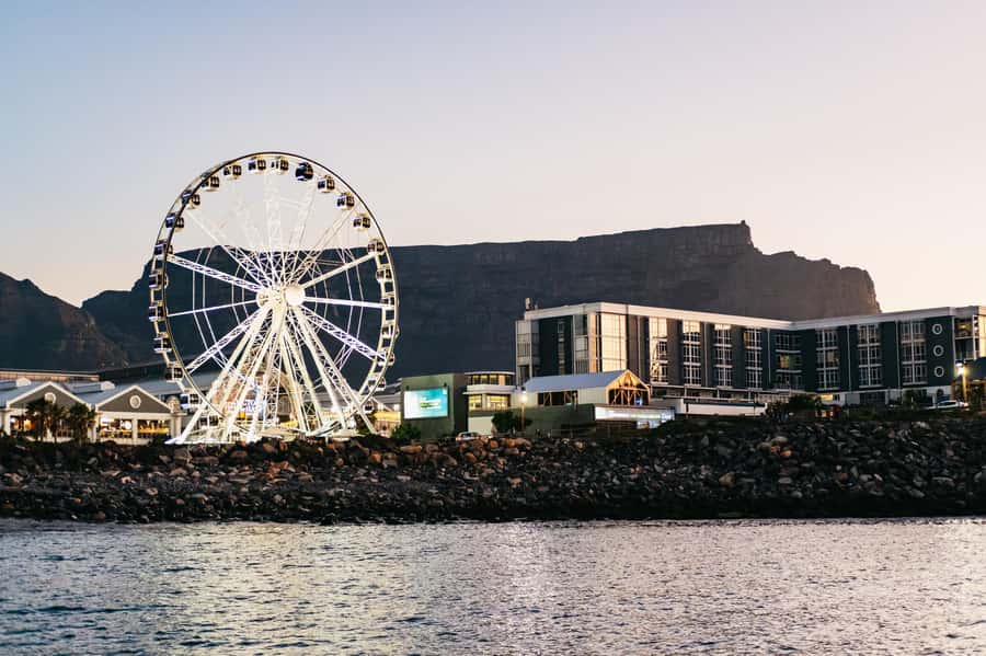 Cape Town: Sunset Catamaran Cruise on Table Bay with Bubbles - Dolphins, seals, whales, and the wildlife “maybe” factor