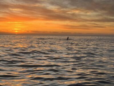 Sunset Cruise from V&A Waterfront with Bubbly