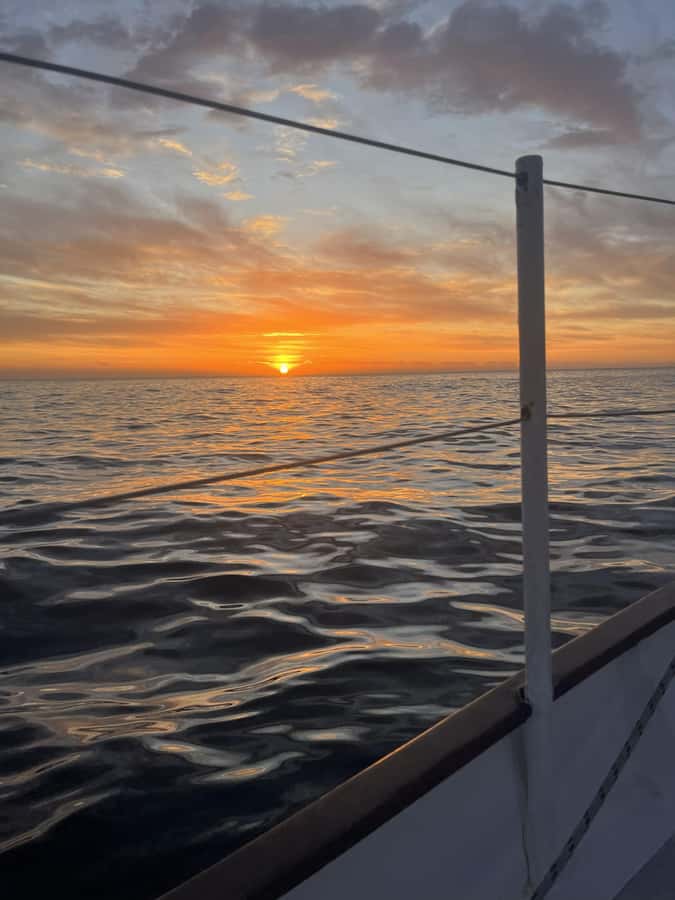Cape Town: Sunset Cruise from V&A Waterfront with Bubbly - Wildlife spotting odds: dolphins, seals, and how to maximize your chances