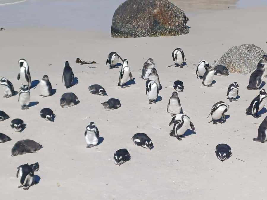 Cape Town: Sunset Penguins & Cape of Good Hope Half-Day Tour - Why this Cape Peninsula half-day plan is so efficient