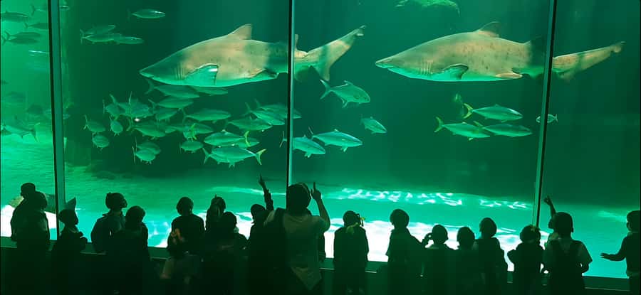 Cape Town: Table Mountain and Robben Island Tour - Key highlights that make this day tour worth your time