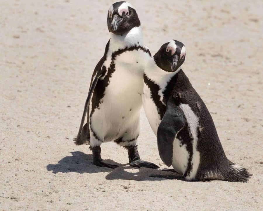Cape Town: Table Mountain, Cape Point, and Penguins Tour - Bo-Kaap in 10 minutes: pastel houses, Cape Malay culture, and quick wandering