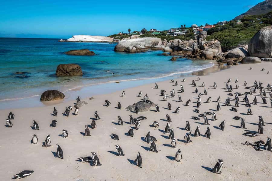 Cape Town: Table Mountain, Cape Point, and Penguins Tour - Timing, weather, and what to pack for a 9-hour loop