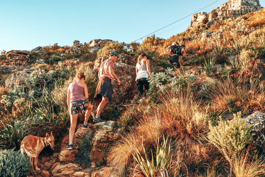 Cape Town: Table Mountain Hike via India Venster - The climb up India Venster: steep steps, scrambling, and planned pauses