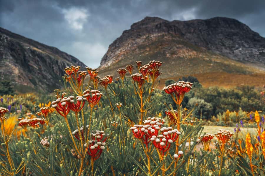 Cape Town: Table Mountain, Kirstenbosch Botanic Garden Tour - Price and Logistics: What You’re Paying for, and What Costs Extra