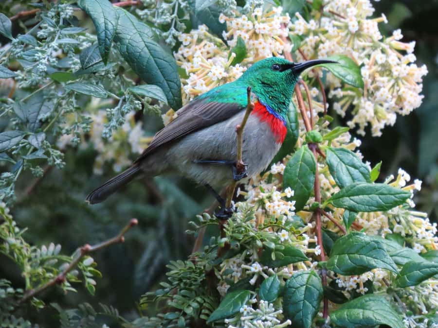 Cape Town: Table Mountain, Kirstenbosch Botanic Garden Tour - The Guide Factor: Friendly, Clear, and Photo-Smart