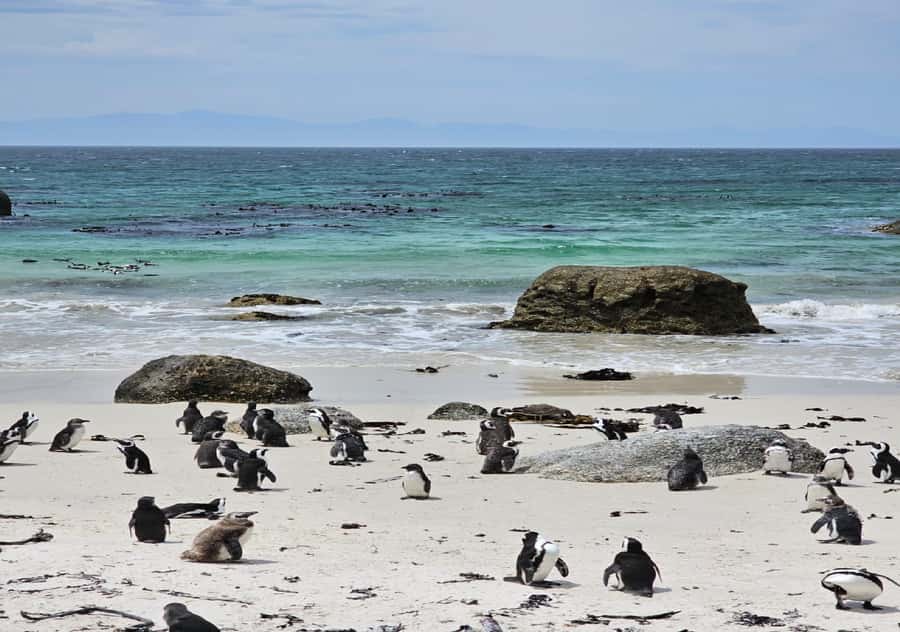 Cape Town Table Mountain Penguins & Cape Point All-inclusive - Key highlights worth planning for