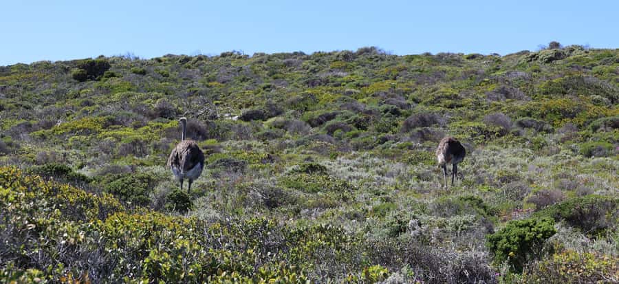 Cape Town: Table Mountain, Penguins & Cape Point Group Tour - Getting the Atlantic coast mood on Chapmans Peak Drive