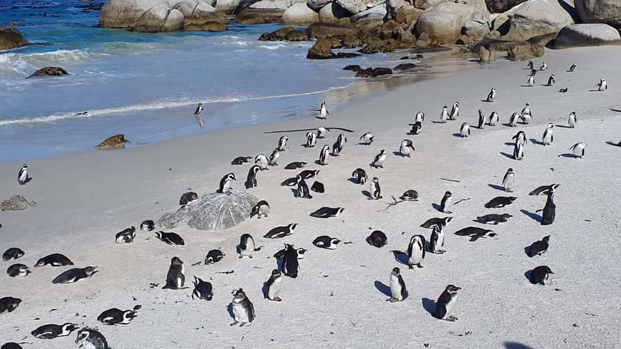 Cape Town: Table MT, Cape Point & Penguins Instagram Tour - Ostriches, Cape Point, and the Cape of Good Hope viewpoint