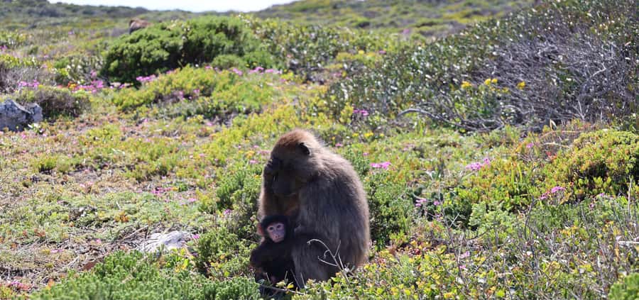 Cape Town: Tour Cape Point & Boulders Beach Penguin Day Trip - Hout Bay: harbor views and an optional seal cruise