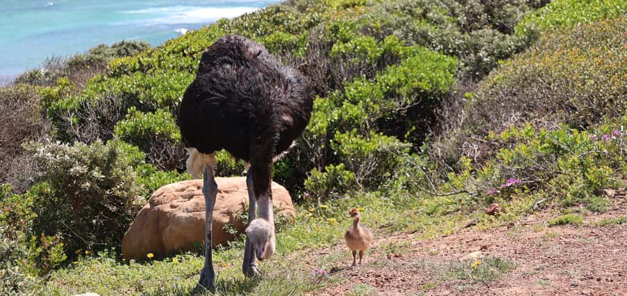 Cape Town: Tour Cape Point & Boulders Beach Penguin Day Trip - Boulders Beach Penguin Colony: your closest look at the day’s stars