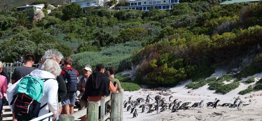Cape Town: Tour Cape Point & Boulders Beach Penguin Day Trip - Pickup, transport, and how the day really moves