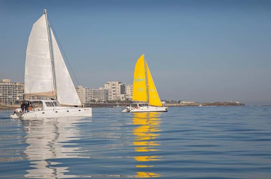 Cape Town: V&A Waterfront Gin Voyage Cruise - What Sea Life You Might See, and Why You Should Keep Your Distance