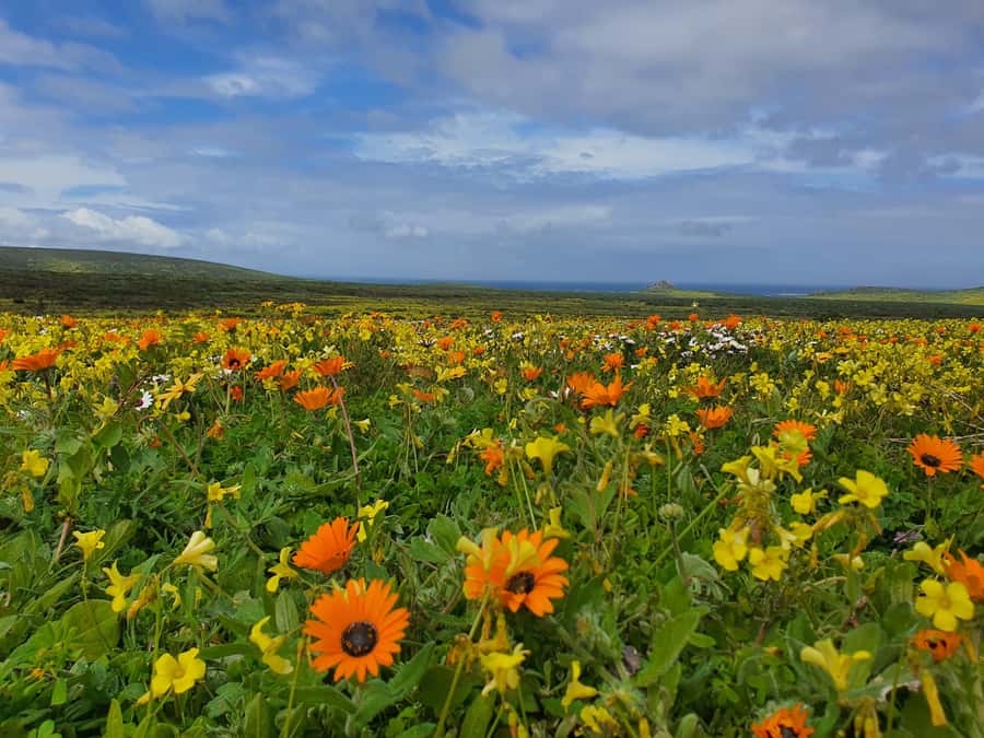 Cape Town: West Coast Spring Tour 2025 - Key reasons this West Coast Spring day works