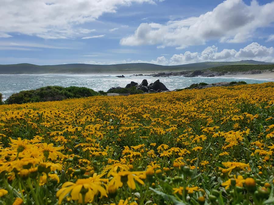 Cape Town: West Coast Spring Tour 2025 - West Coast wildflowers only open in August and September