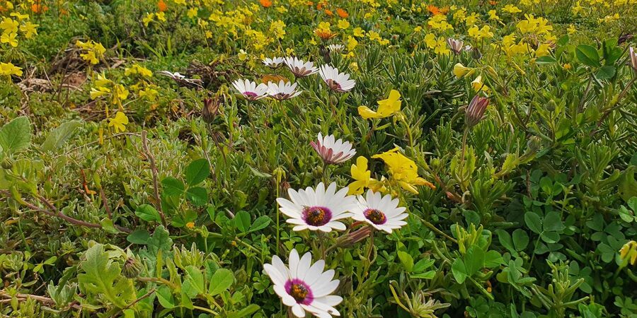 Cape Town: West Coast Spring Tour 2025 - West Coast National Park walk and scenic drive through spring fields