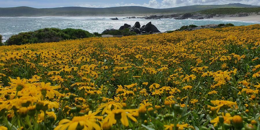 Cape Town: West Coast Spring Tour 2025 - Optional pro photography, plus add-ons you can request