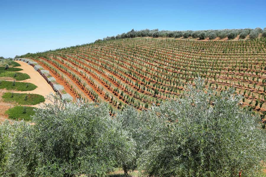 Cape Town: Wine Tram & Winelands Tour with Tastings & Pickup - How the 8-hour schedule keeps tastings from feeling rushed