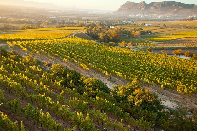 Cape Town: Winelands Private Half Day Tour - Private Cape Winelands day, and why 4 to 5 hours works