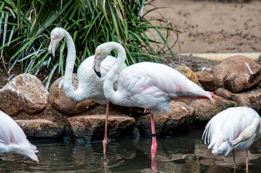 Cape Town: World of Birds & Animal Sanctuary - Key Highlights You Should Know Before You Go